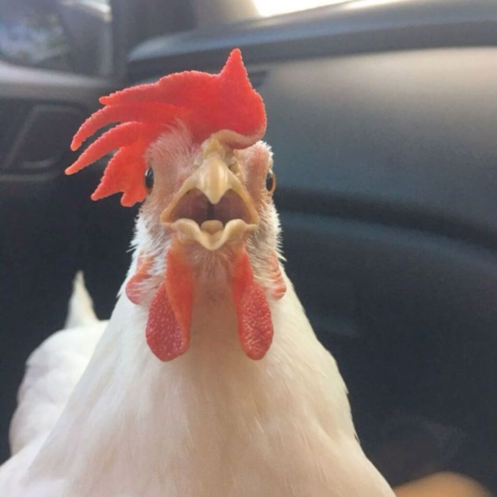 white pet chicken with long crown looking at camera