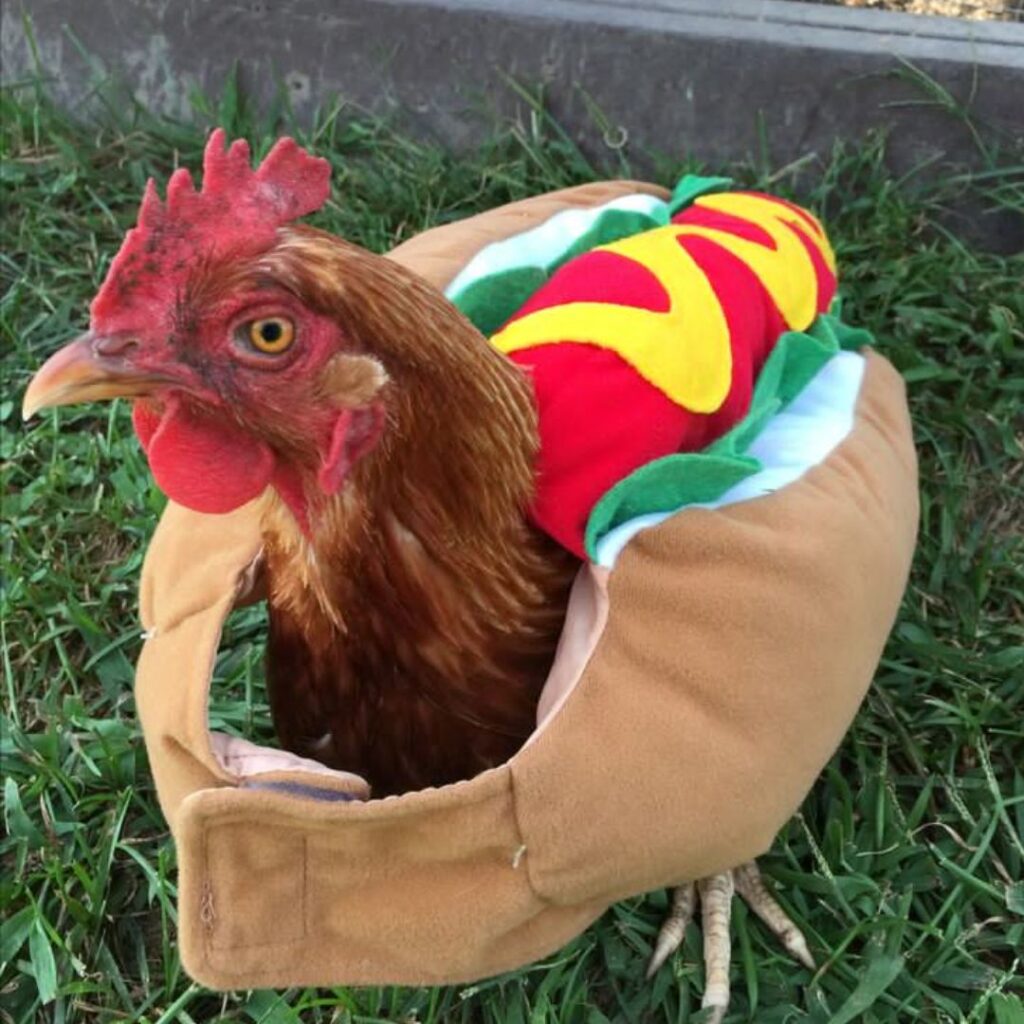 pet chicken wearing a sausage costume