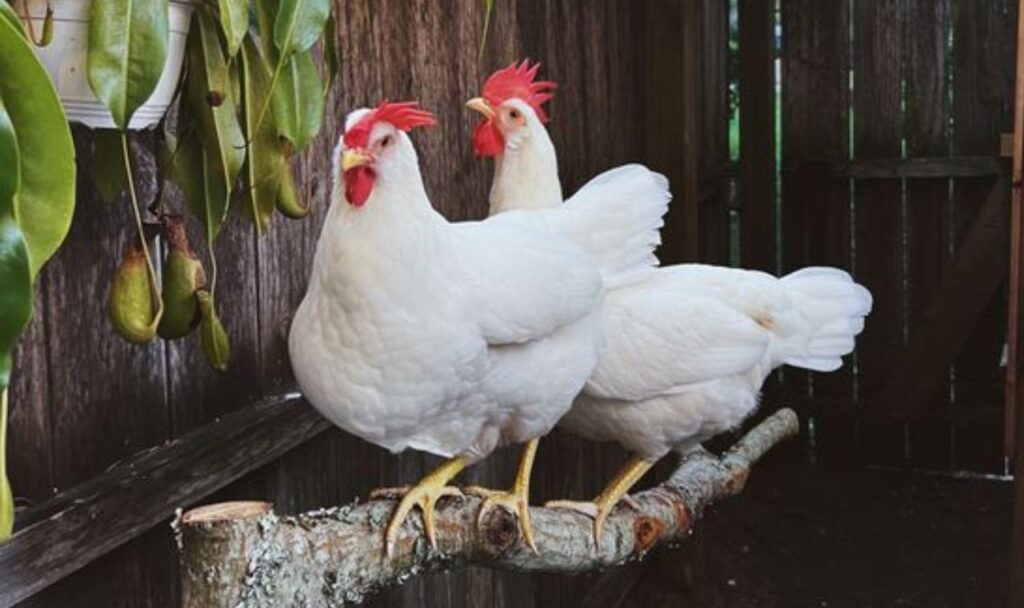 White Leghorn Chicken