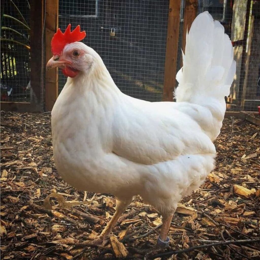 leghorn hen wandering in woods