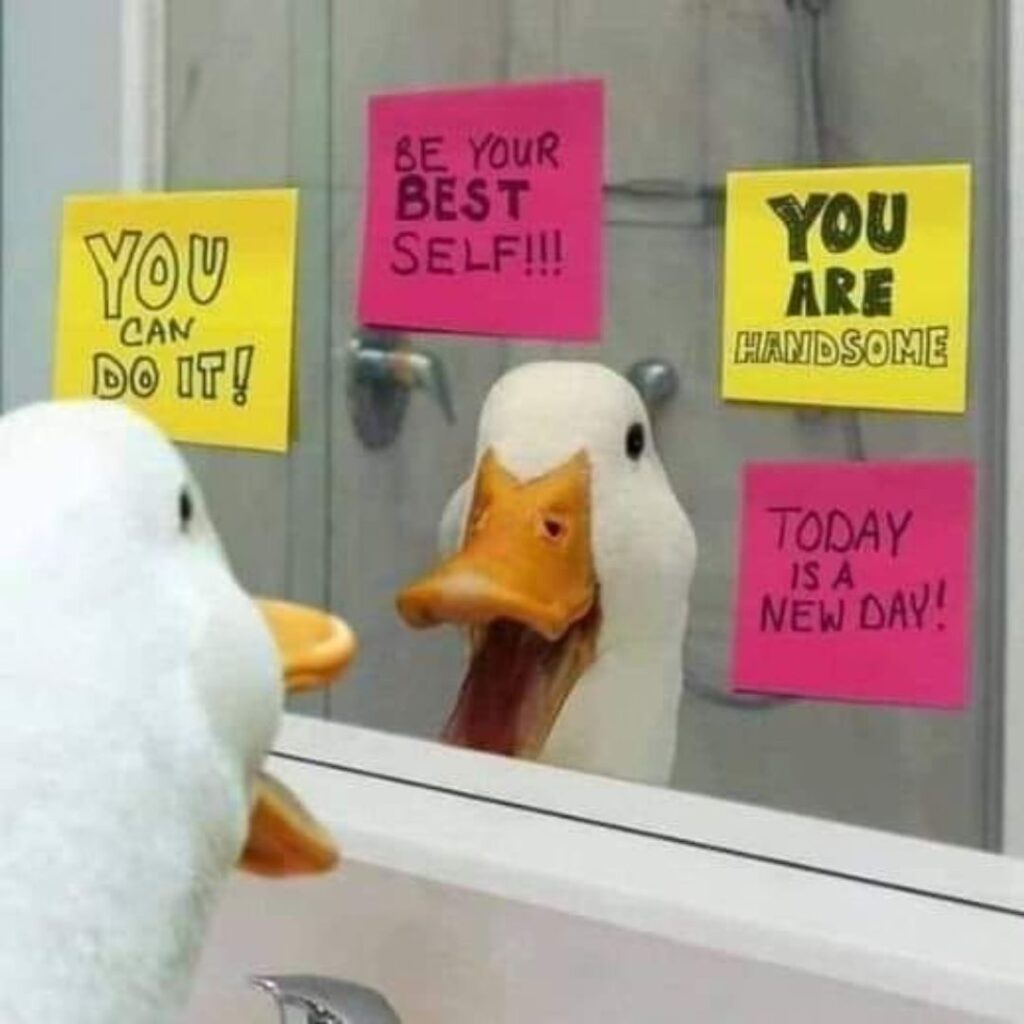 funny american pekin duck looking herself in mirror