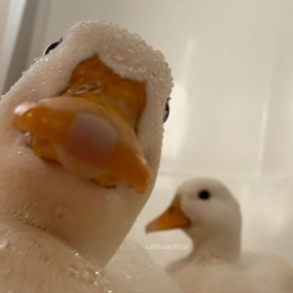 two white common ducks taking ugly selfies