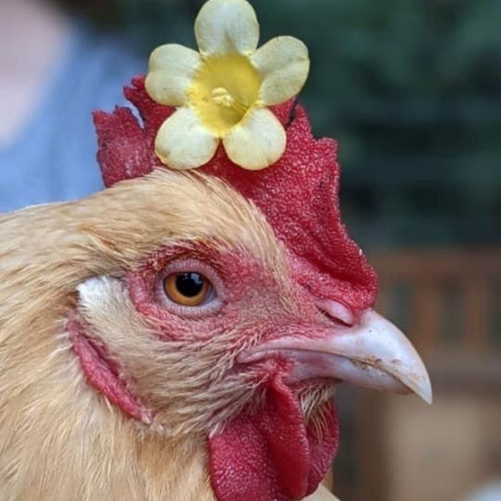 pet chicken with a flower crwn on his head