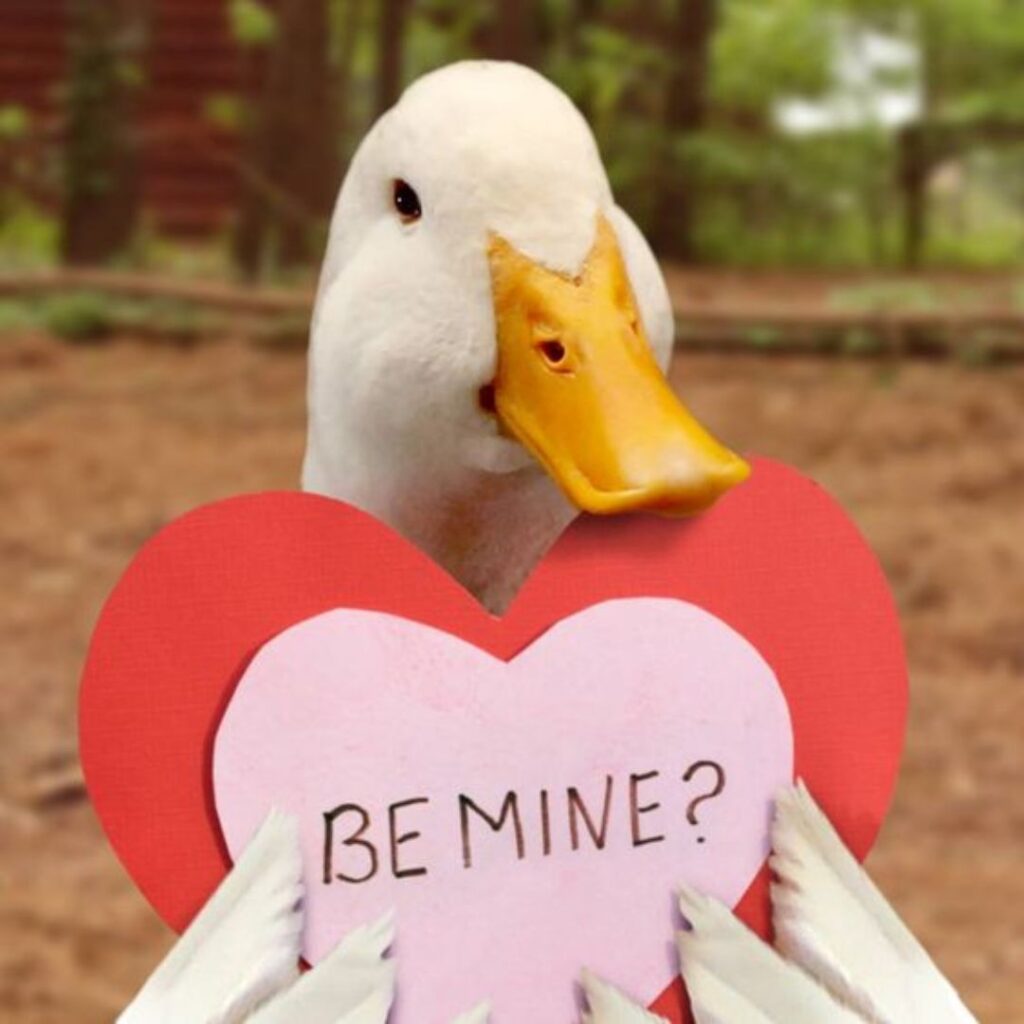 lonely american pekin duck holding a "be mine" plaque card