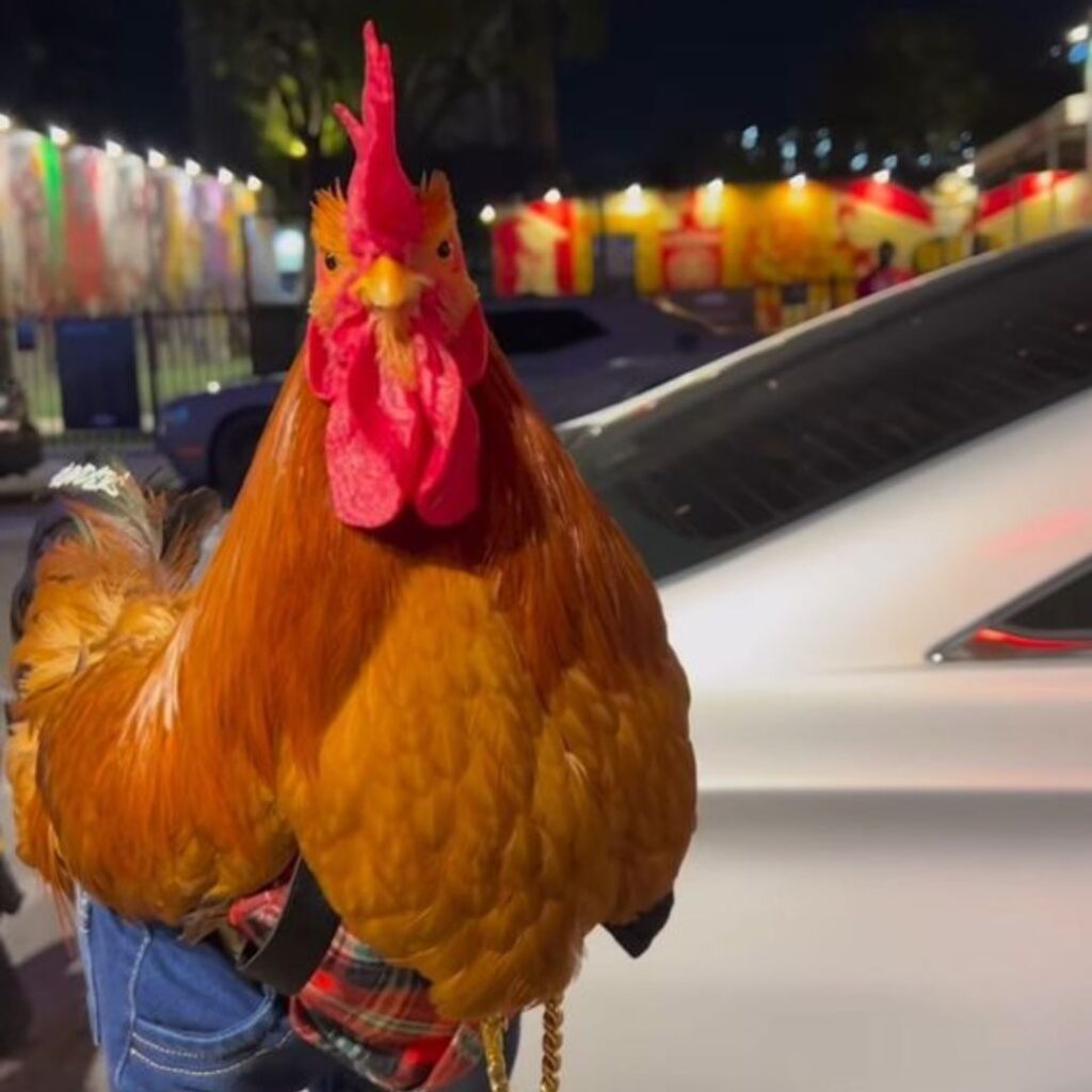 golden rooster wearing jeans looking at camera