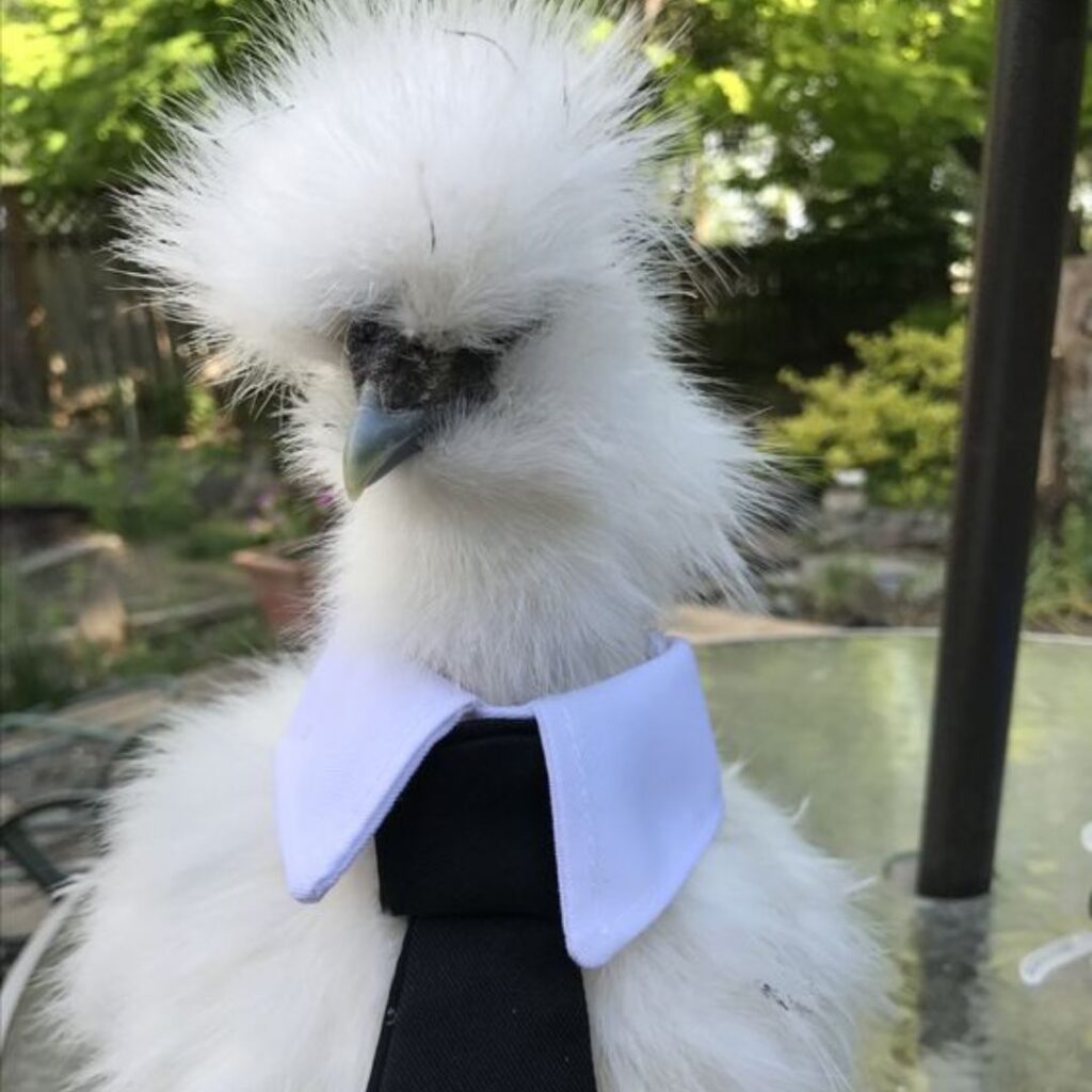 fluffy chicken wearing tie