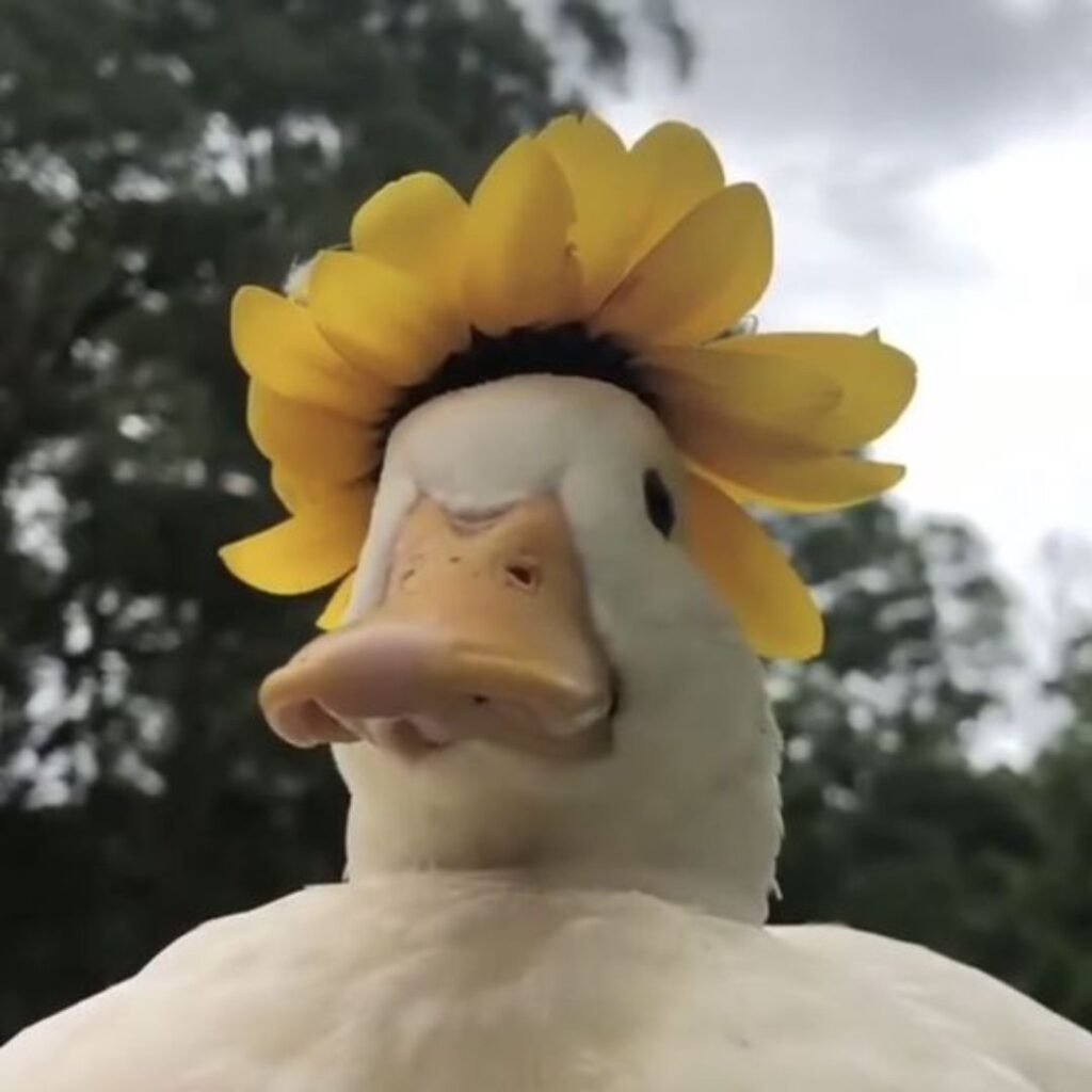 a fat white duck wearing a sunflower crown