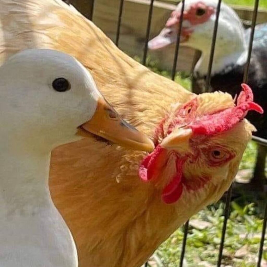 pet hen kissing her duck buddy