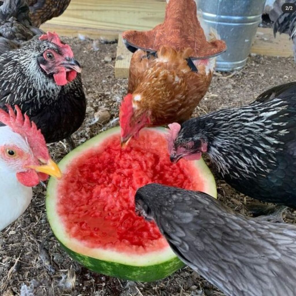 group of chickens eating watermelon