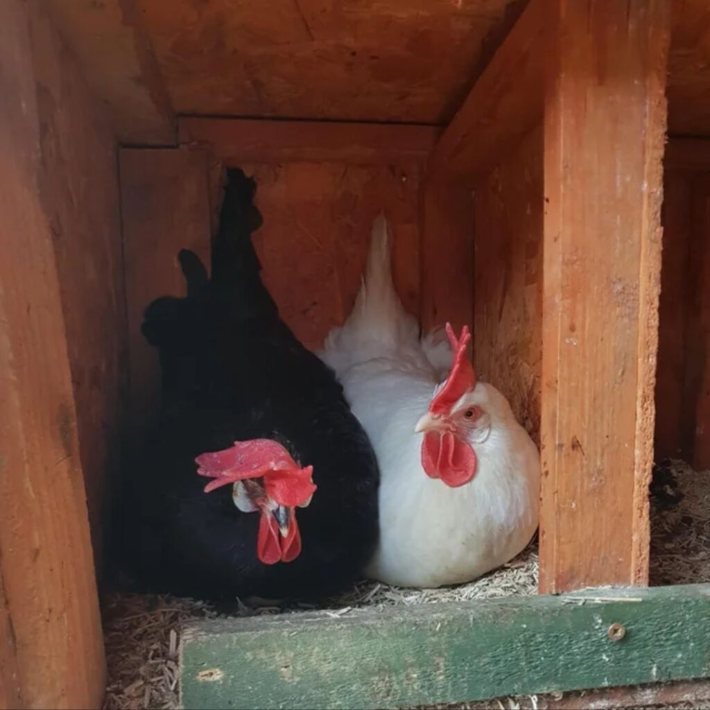 black and white leghorn roosters resting in their nest