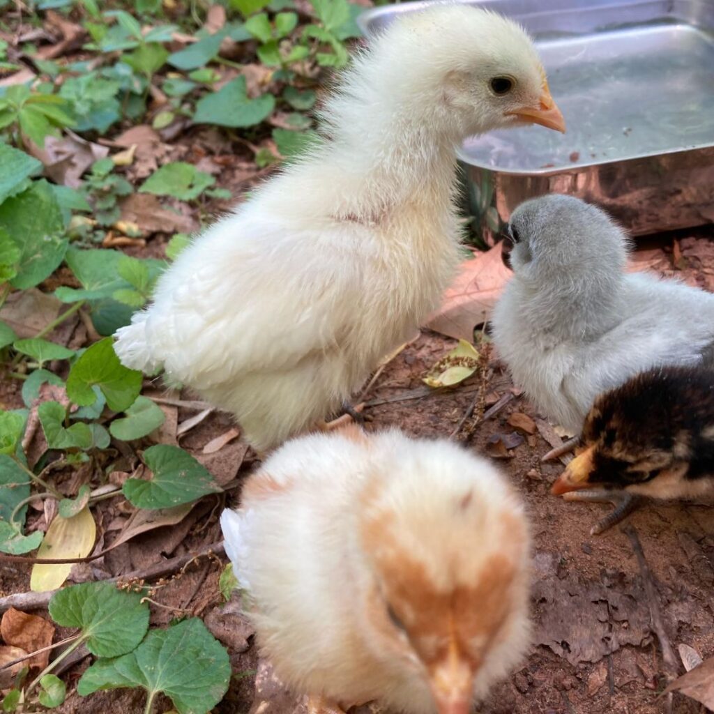 three leghorn chicks olaying in garden