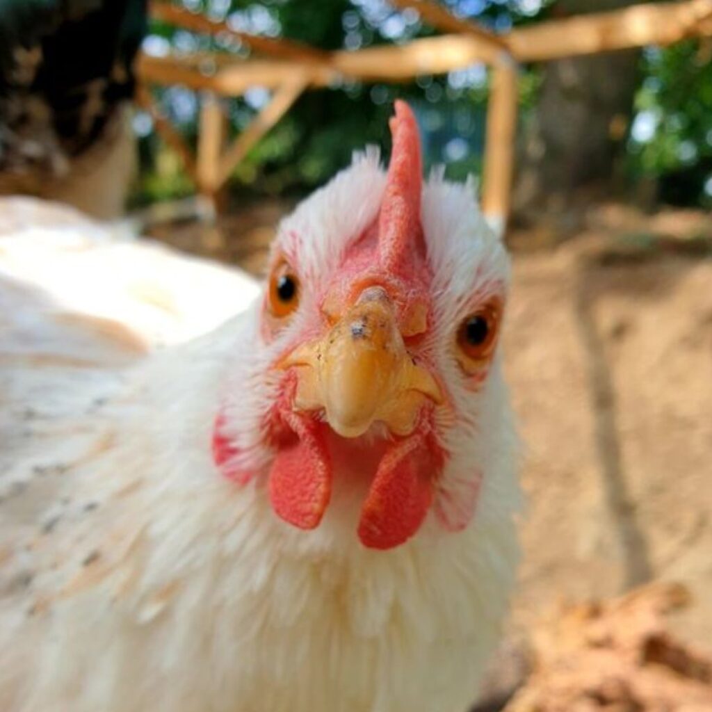 white meat chicken looking at camera