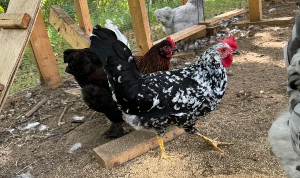 Are Leghorn Chickens Friendly?